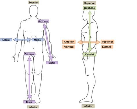 Blank Anatomical Position Human Body Diagram CH 1 Human Body Orientation