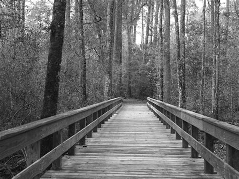 Free Images : landscape, tree, nature, forest, pathway, outdoor, winter, black and white, track ...