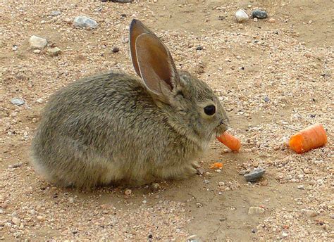 Food for baby rabbits, low prices, free shipping & 24/7 advice, shop now! Are Rabbits Rodents? A Deep Analysis - Animaltia