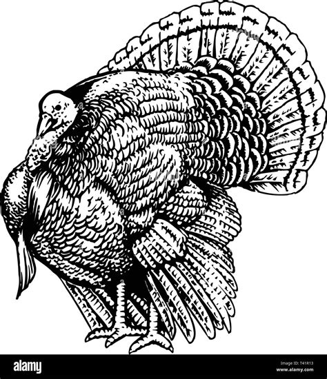 Turkey Vector Png