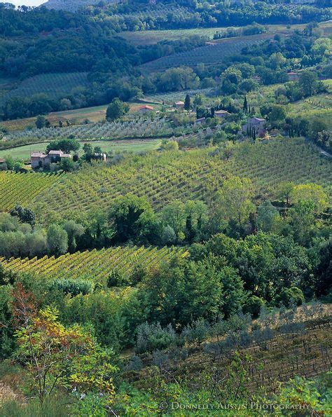 Tuscany Italy Valley Of Vineyards And Olive Orchards In The Rolling