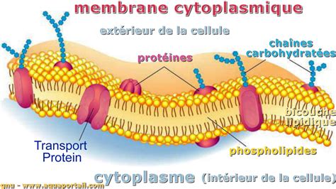 Membrane Cytoplasmique D Finition Et Explications