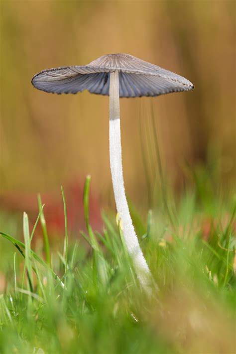 Wild Mushroom In Grass Free Stock Photo - Public Domain Pictures