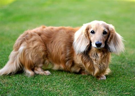Long Haired Dachshund Facts Origin And History With Pictures Pet Keen