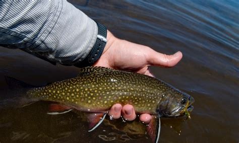 Yellowstone Reveals Plan To Halt Spread Of Invasive Brook Trout