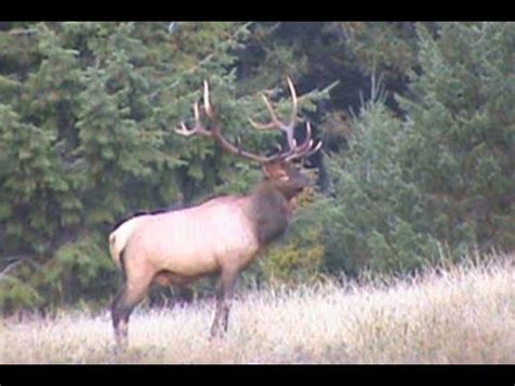 Elk Vitals Diagram