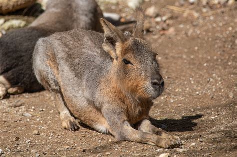 Patagonian Mara Free Stock Photo Public Domain Pictures