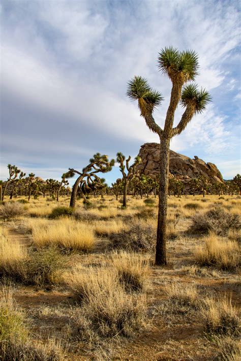 Joshua Tree The Intrepid Life