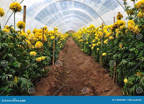 Flowers Farm Stock Photo Image Of Isolated Grass Agriculture 14098398
