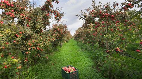 How Safe Are Fall Activities Like Apple Picking During Covid 19 Eater
