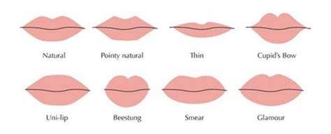 classification of the lip shapes download scientific diagram
