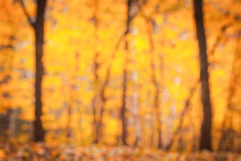 10909 Autumn Trees Blurred Background Stock Photos Free And Royalty