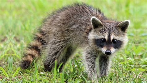 Raccoon Canadian Wildlife Removal