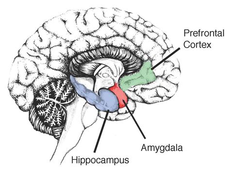 Blood Sugar Levels May Affect Hippocampus Says Study Guardian