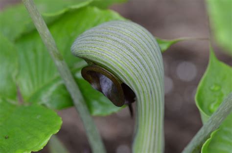 Arisaema ringens is commonly called the japanese cobra lily. Arisaema ringens - Pépinière Vert'Tige