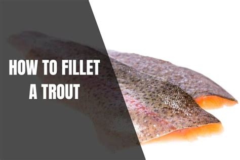 How To Fillet Trout A Beginners Guide Begin To Fish
