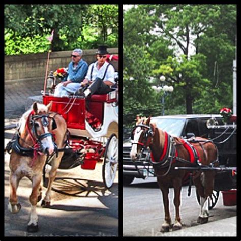 Central Park Horse And Carriage Rides Love To Eat And Travel Blog