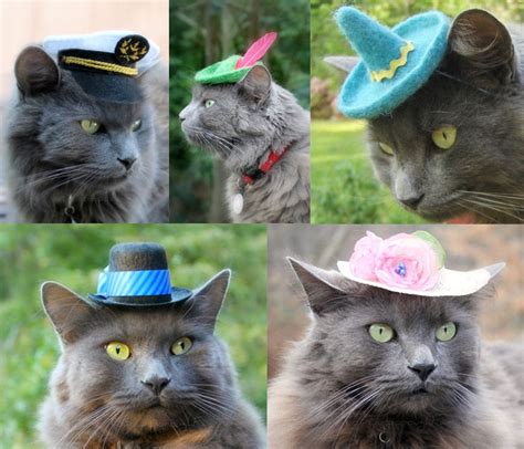 Hats For Cats The Green Head