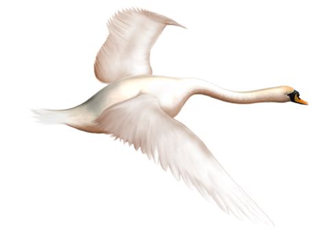 Swan Goose White Freetoedit Swan Sticker By Scribblehands