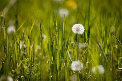 Summer Meadow Stock Photo Image Of Clear Nature Clouds 41728316