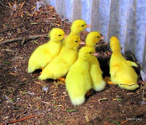 Six Little Ducks By Keelinjay Redbubble