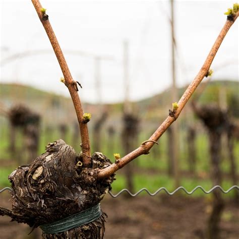 The Importance Of Pruning Your Home Vineyard Musto Wine Grape Company