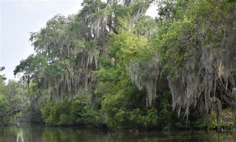 River Bayou Landscape In Southern Louisiana Stock Image Image Of