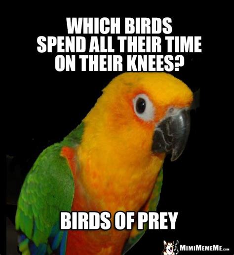 Curious Parrot Wants To Know Which Birds Spend All Their Time On Their