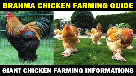 Brahma Chicken Farming Business Starting Plan For Beginners Giant