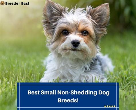 6 Best Small Non Shedding Dog Breeds 2024 Breeder Best