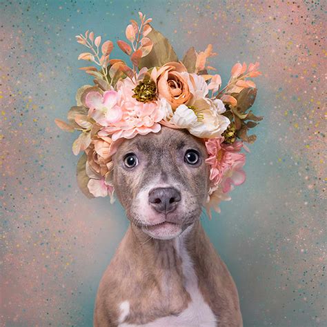 Puppy Bowl Pit Bulls In Flower Crowns