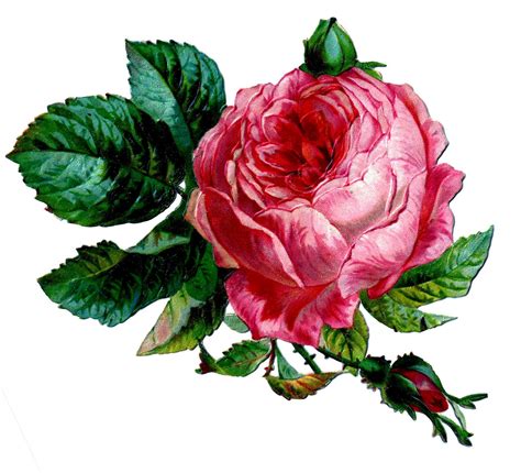 Antique Rose Clip Art