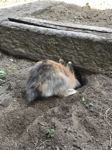 Digging Holes In The Garden Pet Bunny Small Pets Pet Rabbit