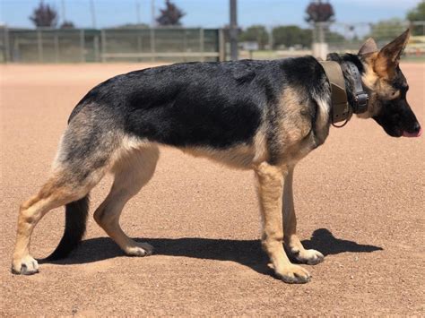 Hows My 7 Month Old German Shepherds Forum