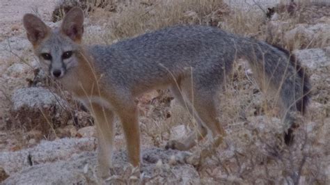 Gray Foxes In The White Tank Mountains Of Arizona Youtube
