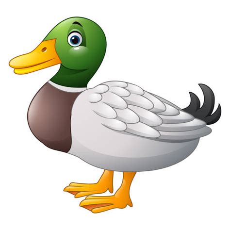 Mallard Duck Illustrations Royalty Free Vector Graphics