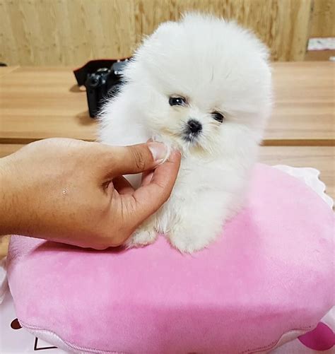 Teacup Pomeranian Puppies For Sale Near Me Under 300 Dollars Pets Lovers