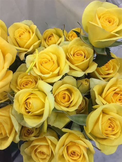 Maybe you would like to learn more about one of these? My miniature yellow roses from Publix. Stunning. | Amarelo