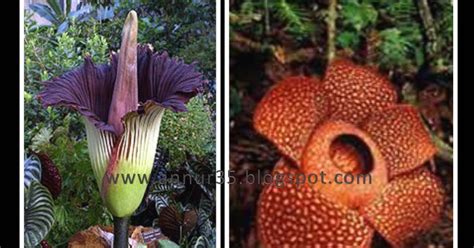 Mawar, tulip, kamboja, anggrek, edelweiss, lavender, bougenville, yang cantik, indah dan terbaru. 47+ Gambar Bunga Bangkai Dan Bunga Raflesia Paling Modern ...