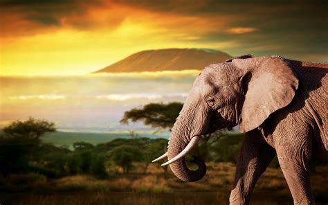 African Animals Wallpaper 61 Images