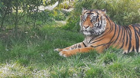 Eye Operation On Sumatran Tiger Hailed Roaring Success In World First