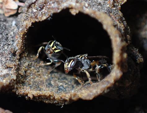 New Colony Of Rare Bees Found By A Four Year Old Bay Nature