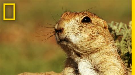 Prairie Dog Emergency Alert System Americas National