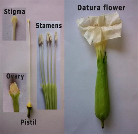 Draw It Neat How To Draw Ls Of Datura Flower