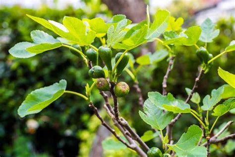 Different Types Of Fig Trees Plus Interesting Facts