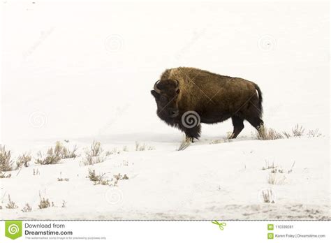 Lone Bison Or Buffalo In Snowy Field In Yellowstone National Par Stock