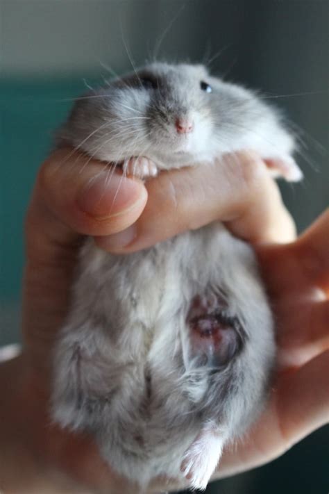 Help Recurring Wound On My Hamster Lower Belly Hamstercare