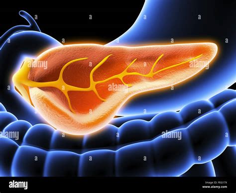 Pancreatic Duct Hi Res Stock Photography And Images Alamy
