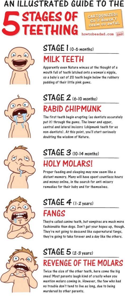 Sarcasms 5 Stages Of Teething Funny