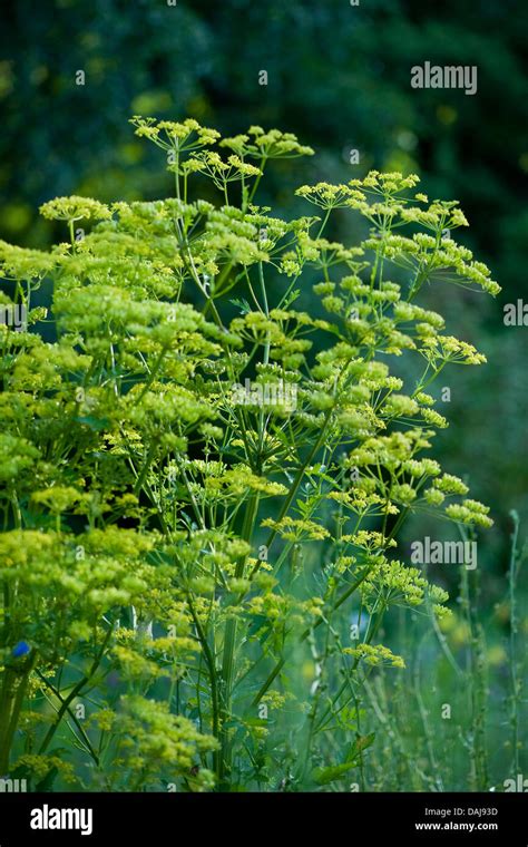 Wild Parsnip Pastinaca Sativa Blooming Germany Stock Photo Alamy